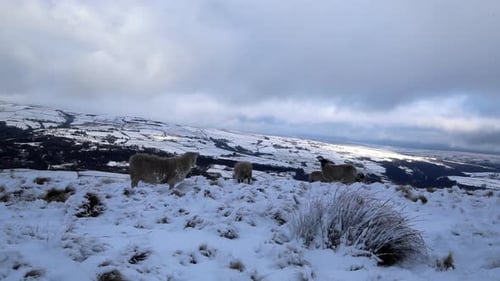 great shot of a few sheep walking about in the snow up on the top in a small english town