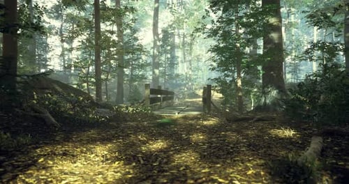 Sunlight Filters Through Trees in a Peaceful Forest Path During Morning Hours