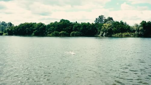 Agile Animal Swimming Across Tropical Lake