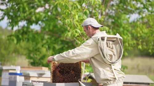 Der Vollrahmen wurde aus einem hölzernen Bienenstock gezogen. Imker überprüft die mit Bienen bedeckten Waben
.