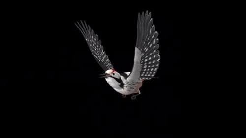 Woodpecker Bird - Black White - Flying Loop - Side Angle View CU - Alpha Channel