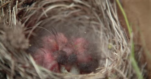 Baby Birds in Nest Waiting to be Fed