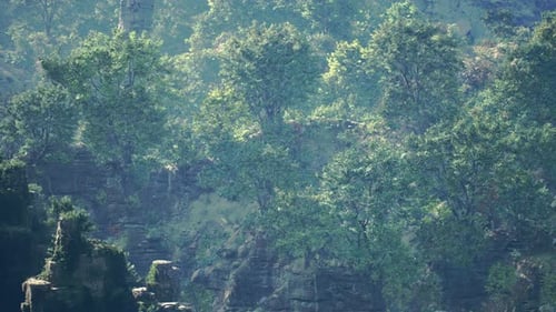 Peaceful Forest View Showcasing Harmony Between Trees And Rocks