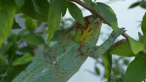 Caméléon sur un arbre