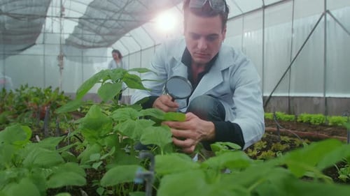 Scientist Examining Plants Under Magnifying Glass in Greenhouse