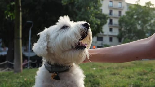 Dog Being Petted in a Sunny Urban Park