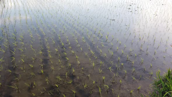 Rice Field Flooded Wet Crops of Bali Indonesia, Farm, Grow, Cultivation ...