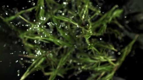 Ralentissement des branches de romarin filmées par une caméra à haute vitesse à 1000 images par seconde