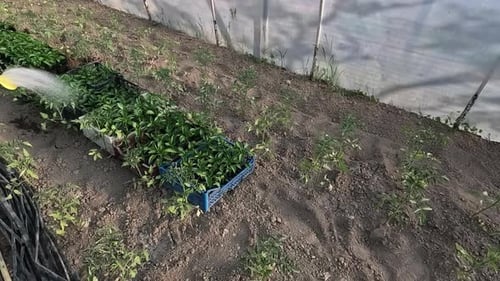 A Watering Can is Used to Water a Seedling Peppers Plant in a Greenhouse Garden