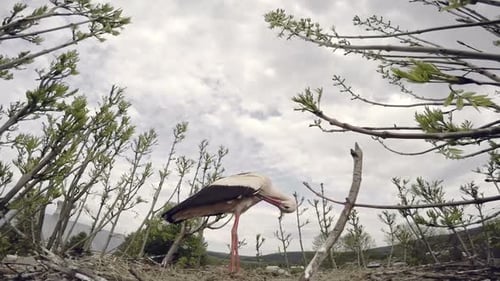 Weißstorch im Nest