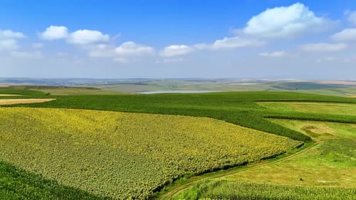 Lush green fields under a clear blue sky. Vast fields of crops stretch infinitely