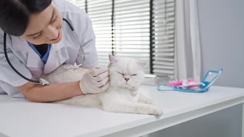 Asian veterinarian clean kitten's ears during check up at veterinary clinic.