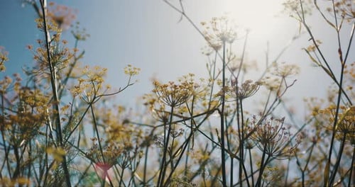 Plants, fennel and flowers at farm, outdoor and sunshine in summer for growth with sustainability