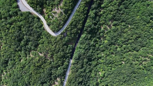 Camera panning over winding road through lush green forest