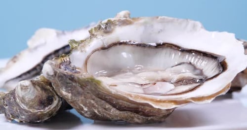 Open L'authentique Oysters Rotating on a Blue Background. Fresh Oysters Close-up Side View