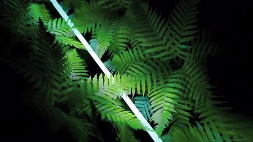 Feuilles de fougère verte naturelle dans une forêt climatique sombre
