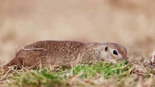 Lustiger flauschiger Gopher isst neben dem Bau das kleine Erdhörnchen oder den kleinen Suslik Spermophilus