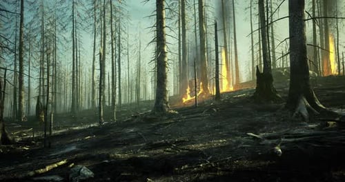 Forest Destruction From Wildfire Revealing Charred Trees and Smoke
