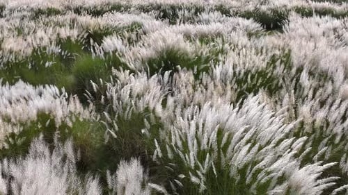 Aerial view of Saccharum spontaneum field, Bangladesh.