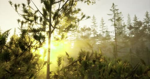 Bright Sunlight Filters Through Trees in a Serene Forest Landscape