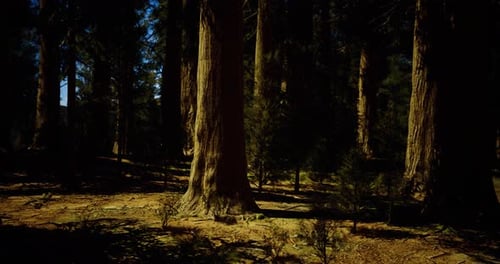 Majestic Redwood Forest with Sunlight Filtering Through Tall Trees