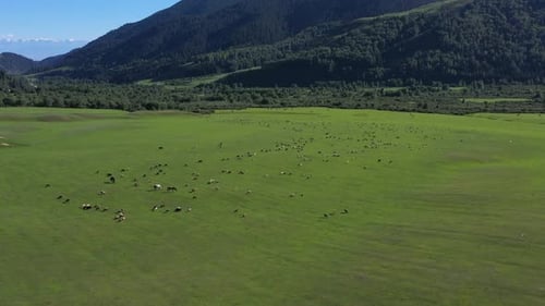 Sommergrüne Alm mit Schafen und Pferden in den Bergen Kirgisistans Aerovideo