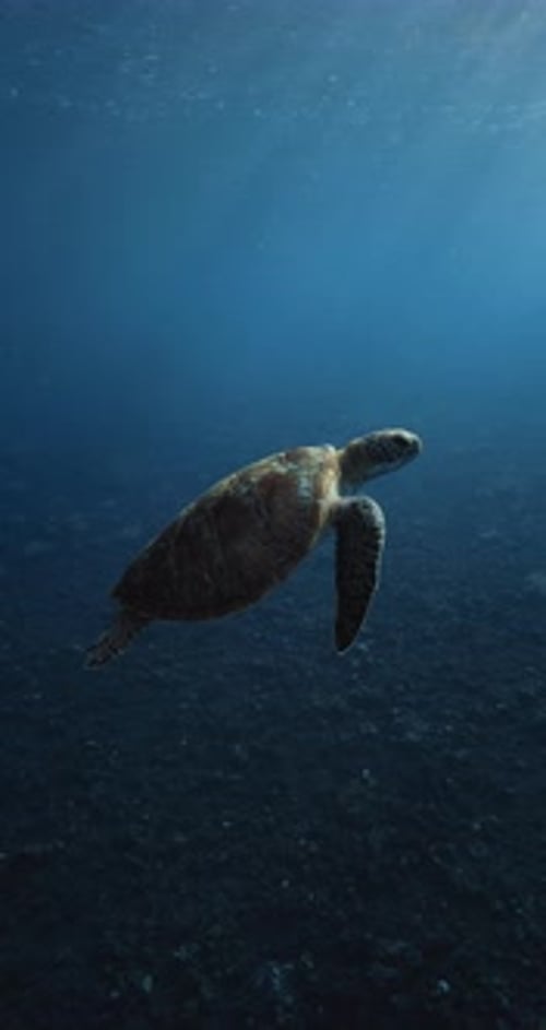 Sea Turtle Swims in Blue Ocean Close Up View Slow Motion