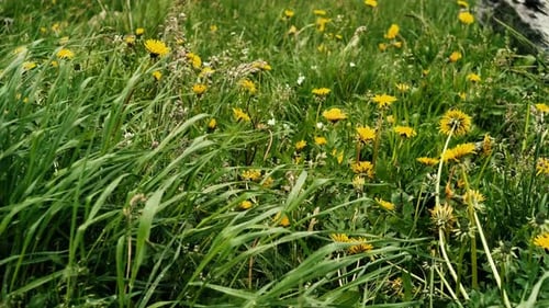 Yellow Dandelion Flowers on Green Field with Green Grass in Mountains