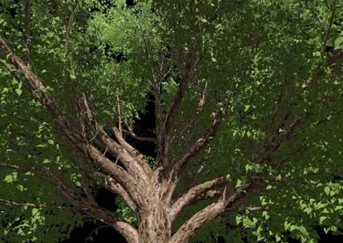 Fotorealistischer Baum aus nächster Nähe