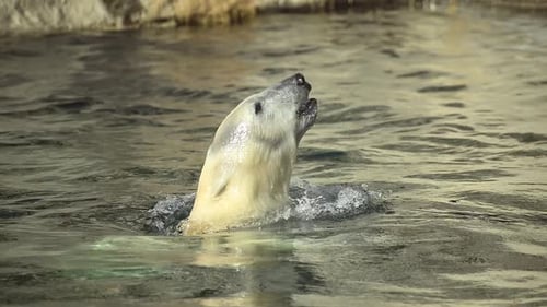 Junger Eisbär schwimmt anmutig in den kühlen Gewässern der Arktis und zeigt seine Macht