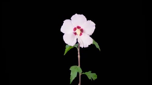 Time Lapse of Pink Flower Blooming on Black Background