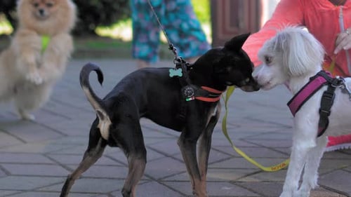 Trois petits chiens drôles se sont rencontrés dans le parc et ont commencé à se faire plaisir.