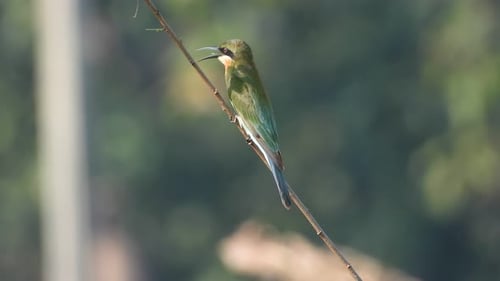 Bee-eater in pond area waiting for pray .