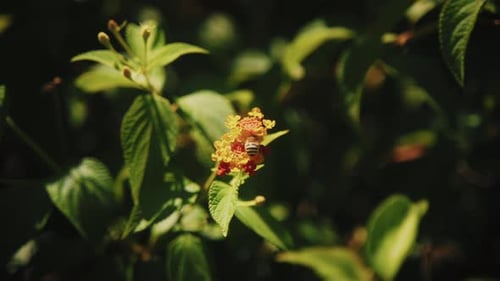Bee Collecting Nectar on Orange Flower Close Up