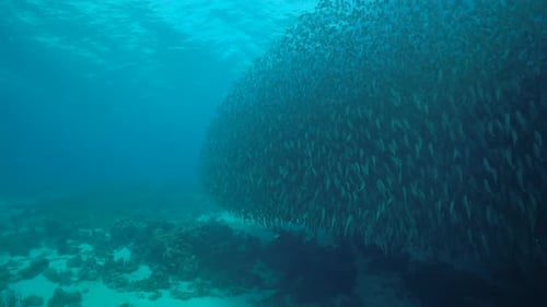 Large School of Fish Swimming Underwater Near Coral