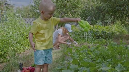 Three Year Old Boy And His Mother Watering Greens In The Vegetable Garden With A Watering Can 1