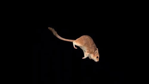 Realistic 3D Gerbil Jumping Animation