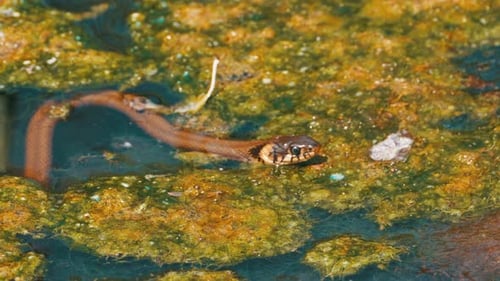 Grass Snake in the River