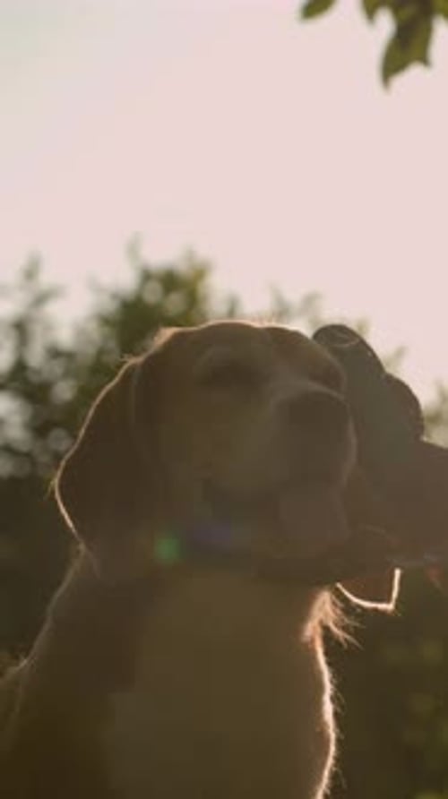 Dog Standing Still Outdoors in the Sunlight