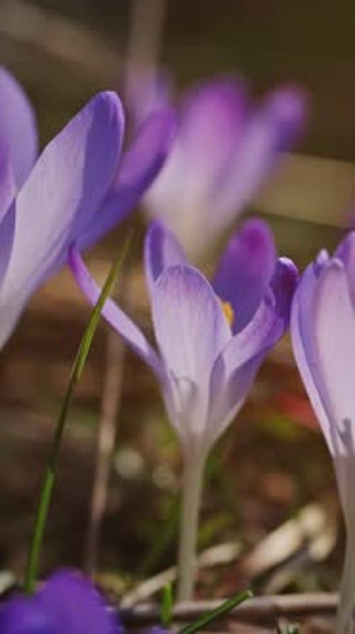 Flowering crocus spring flowers