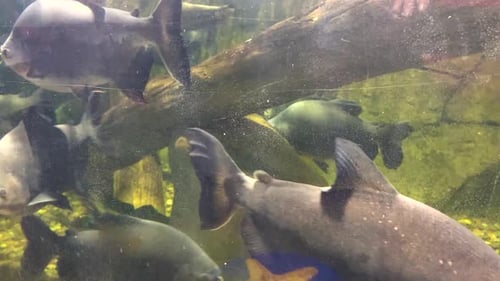 Diverse Fish Variety Displayed in Small Local Zoo