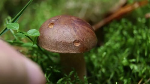 Mushroom plucked from moss on forest floor
