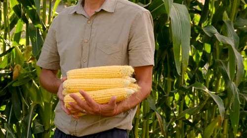 Farmer Holds Corn in His Hands in the Garden Selective Focus