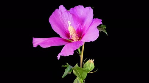 Pink Flower Blooming Time-Lapse on Black Background
