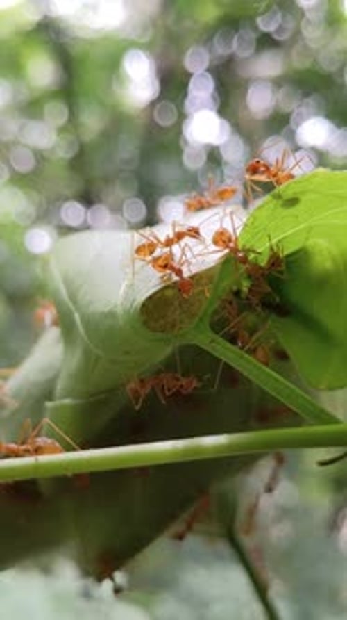 Fourmi rouge marchant sur une feuille verte