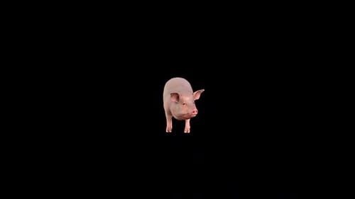 Realistic 3D Pig Sniffing Animation