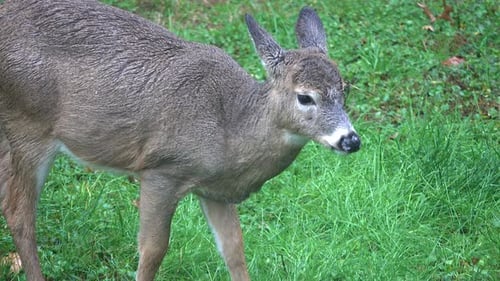 Young white-tailed deer stands in rain, chewing. Rain runs off her fur.