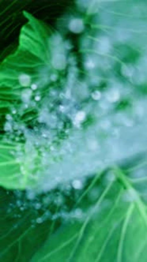 Die erfrischende Berührung der Natur, wenn Wassertröpfchen auf leuchtend grünen Blättern in einem ruhigen Garten tanzen