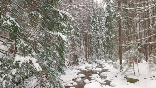 Picturesque icy forest scenery, rural remote seasonal wilderness