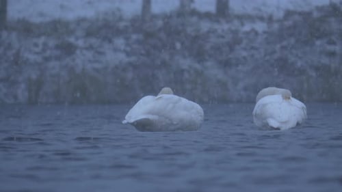 Nahaufnahme von zwei Schwanenvögeln, die anmutig in einem kalten, eisigen See schwimmen, an einem Wintertag unter g